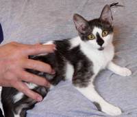 Tiny kitten kate was rescued by tourists who found her being pecked at by a chicken