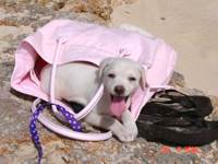 Mickey in beach bag (he got carried in it until he got too big) and 