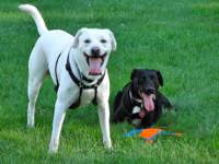 Mickey and Joe-Dee on the grass after a rousing game of Frisbee