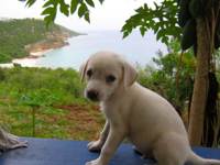 Mickey as a tiny puppy overlooking the sea