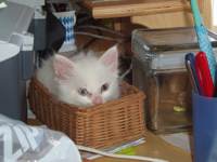 Snowball, the cute white kitten