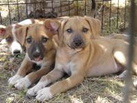 Two happy puppies outside clinic in enclosure