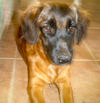 Mitzy as a puppy