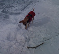 Allie digs in the snow