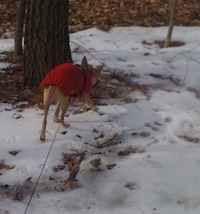 Allie sniffs under a tree