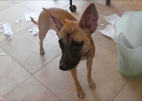 Allie proudly shows off the paper she stole from the trash and shredded