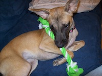 Allie looks very happy with her possession: a rope toy