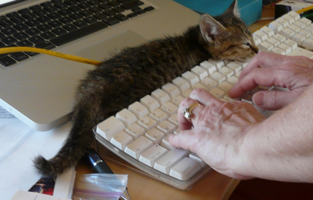 Angie decides that a nap by the keyboard is a good idea