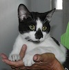 Poe is a very friendly cat hanging around at a local Anguilla restaurant