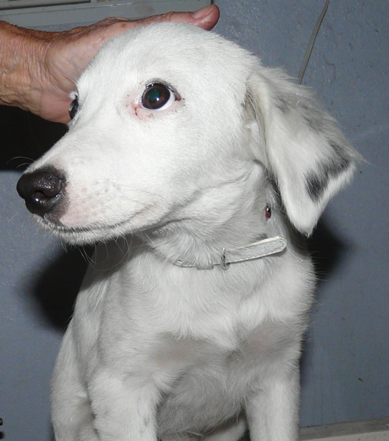 Shiloh