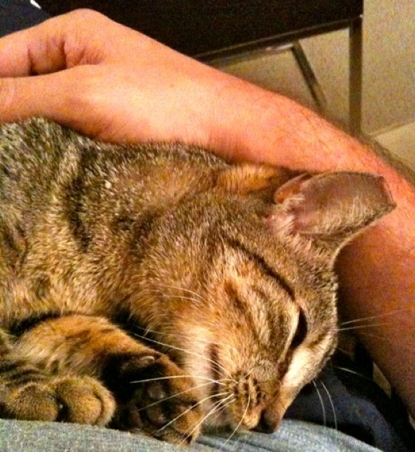 Tamala takes a nice nap, secure and comfortable
