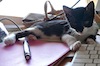 Maddy loved hanging out in the office with her foster parents. Here she snuggles up to a keyboard