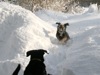 Katouche races around in the snow