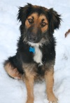 Katouche sits on the snow with a quizzical look