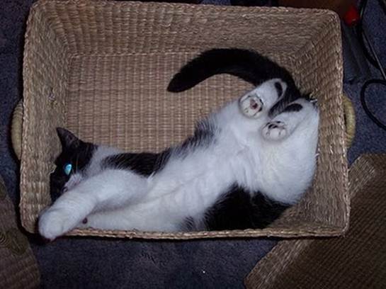 humorous picture of a cat sleeping in a box