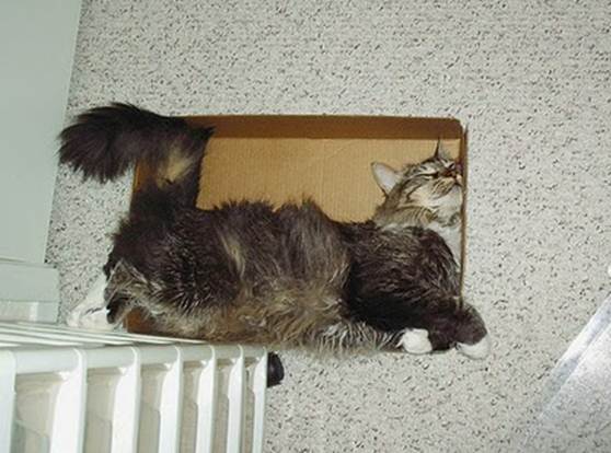 humorous picture of a cat sleeping in a box