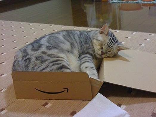 humorous picture of a cat sleeping in a box