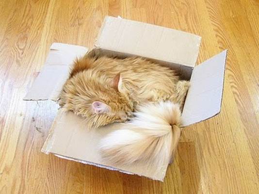 humorous picture of a cat sleeping in a box