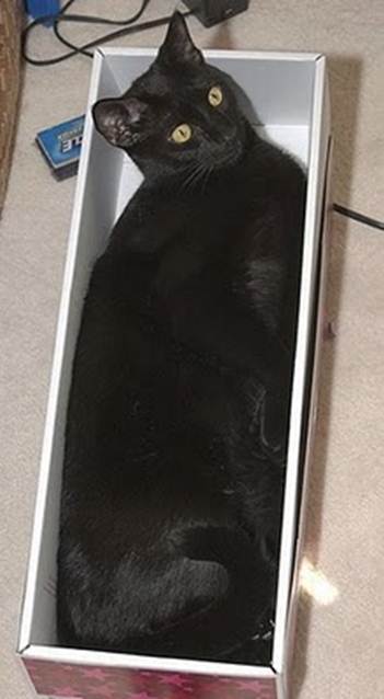 humorous picture of a cat sleeping in a box