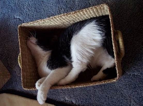 humorous picture of a cat sleeping in a box