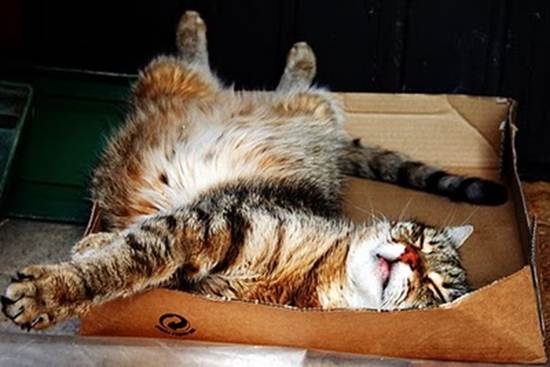 humorous picture of a cat sleeping in a box