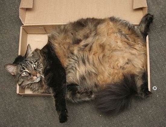 humorous picture of a cat sleeping in a box