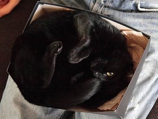 humorous picture of a cat sleeping in a box