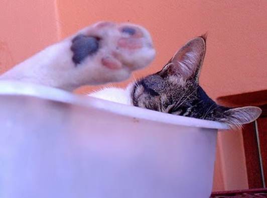 humorous picture of a cat sleeping in a box