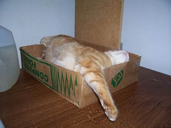 humorous picture of a cat sleeping in a box