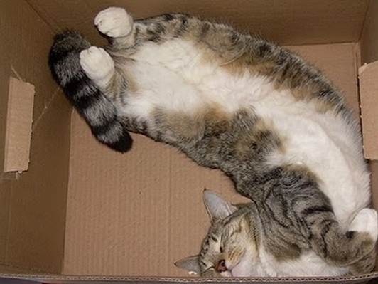 humorous picture of a cat sleeping in a box