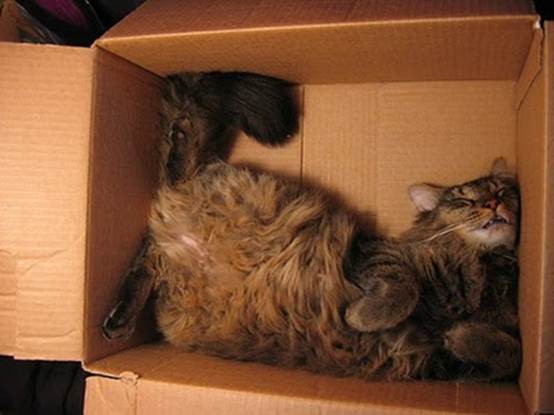 humorous picture of a cat sleeping in a box