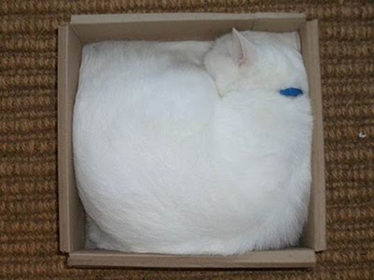 humorous picture of a cat sleeping in a box