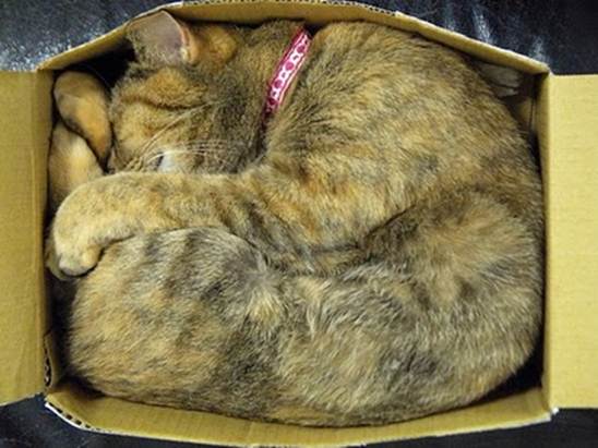 humorous picture of a cat sleeping in a box