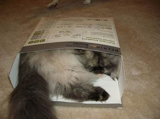 humorous picture of a cat sleeping in a box