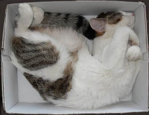 humorous picture of a cat sleeping in a box