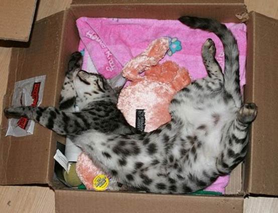 humorous picture of a cat sleeping in a box