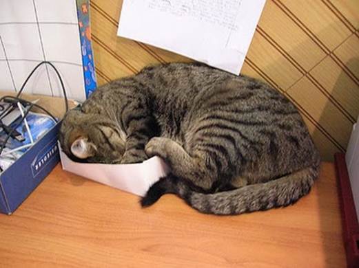 humorous picture of a cat sleeping in a box