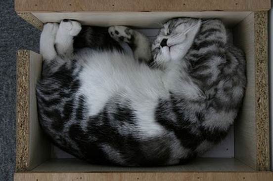 humorous picture of a cat sleeping in a box