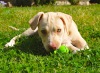Happy tail photo