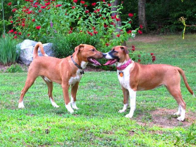 Mason and Pippen face off