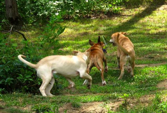 dogs running around with each other