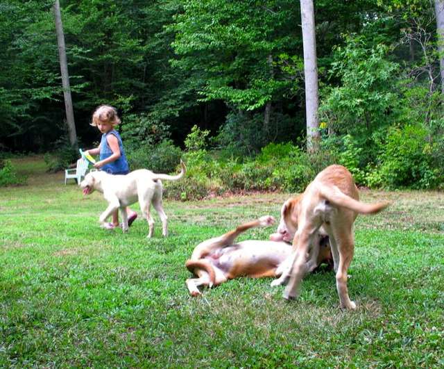 dogs and kids played in the grass